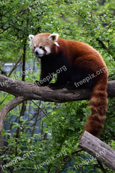 Red Panda Vienna Zoo Tree Rare