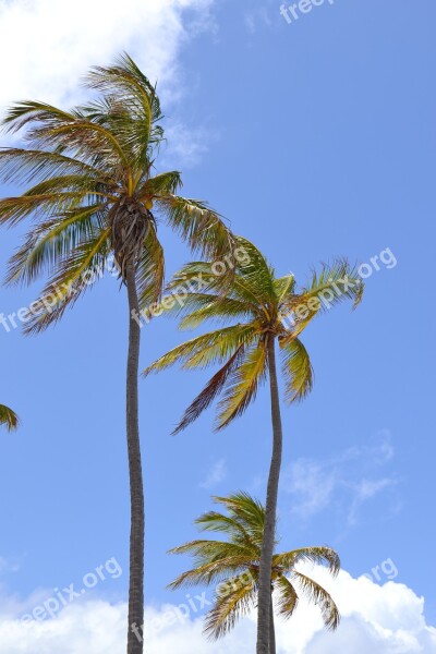 Cuba Caribbean Palm Trees Vacations Sky