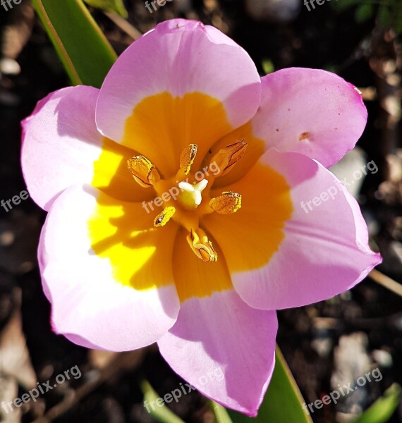 Wild Tulip Pink Spring Free Photos