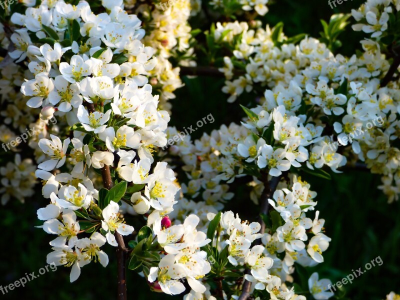 Flower Wood Spring Bloom Flowering Tree