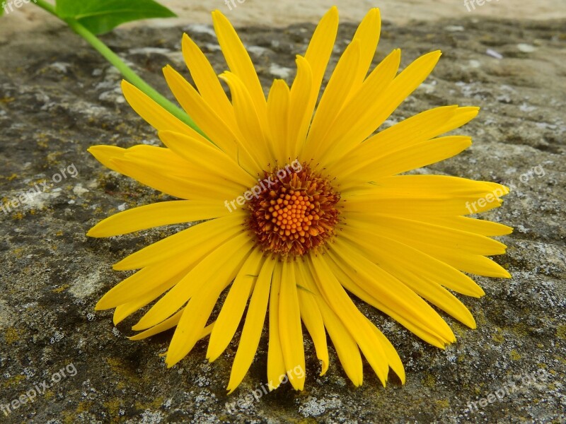 Margarite Flower Blossom Bloom Plant