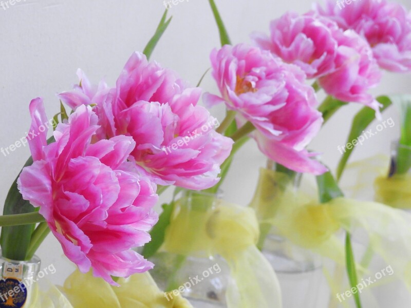 Flowers Pink Tulip Rose Peony