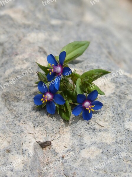 Flowers Wild Flowers Blue Flowers Tiny Free Photos