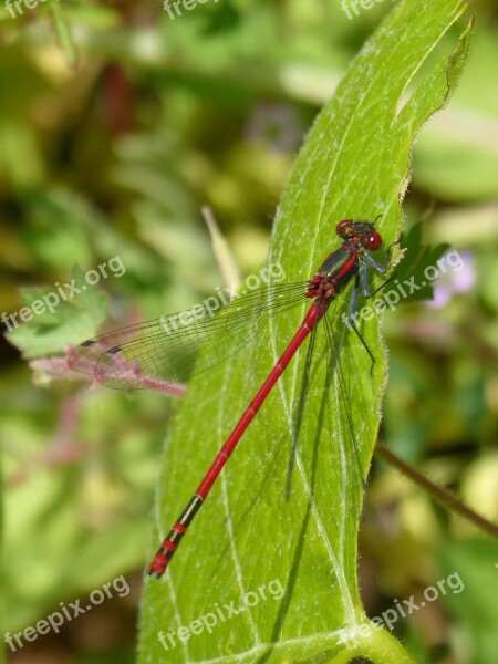 Red Dragonfly Pyrrhosoma Nymphula Damselfly Espiadimonis Flying Insect