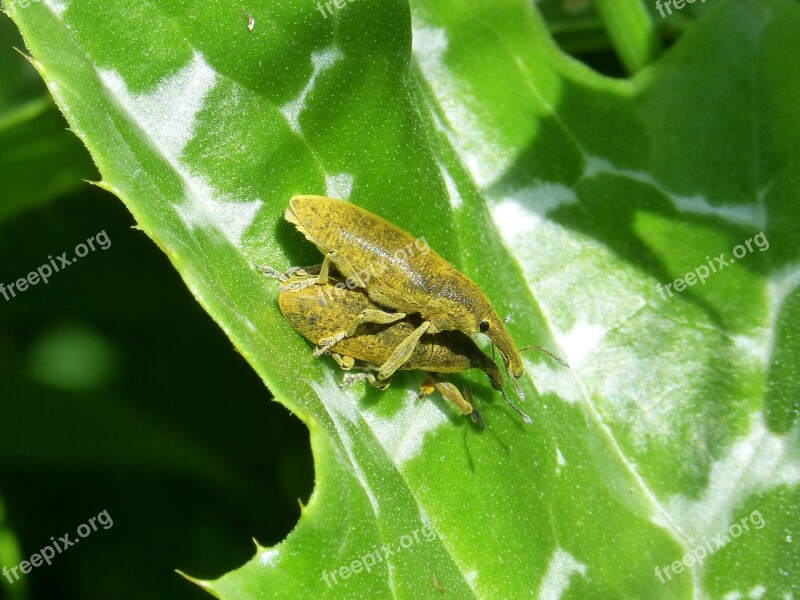 Weevils Of The Mauves Morrut Of Them Malves Insects Mating Insect Intercourse Plague