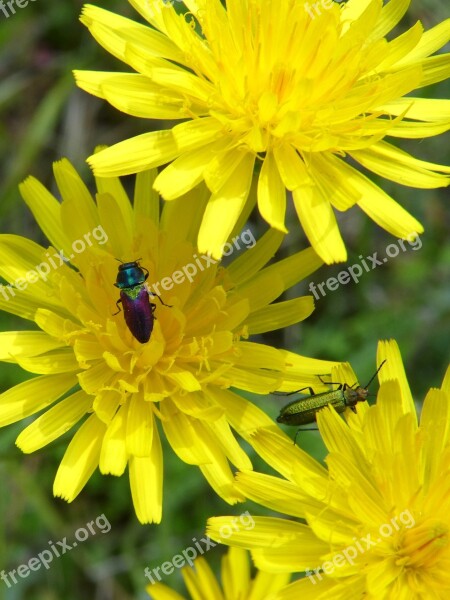 Flowers Insects Bugs Lepidoptera Dandelion