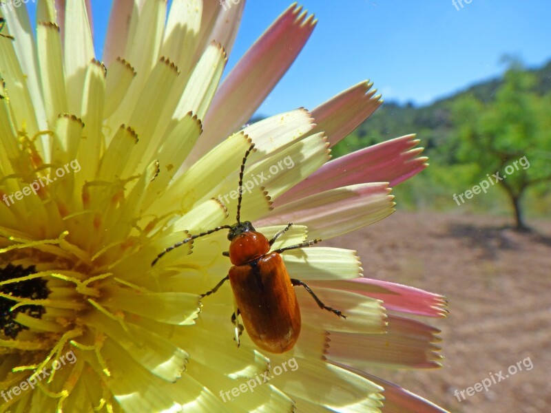 Weevil Beetle Diptera Orange Beetle Flower