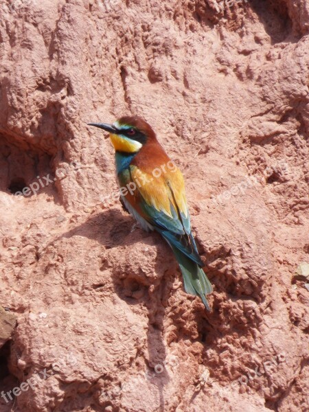 Bee-eater Bird Colors Mud Wall Abellerol