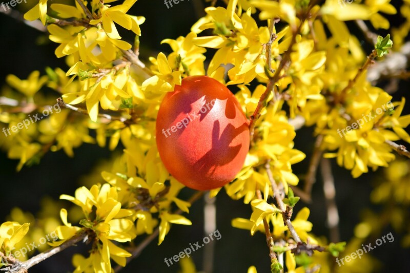 Easter Eggs Colors Spring Color Eggs