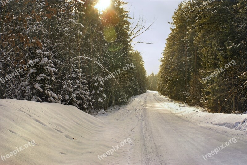 Winter Forest Way Snow Frost