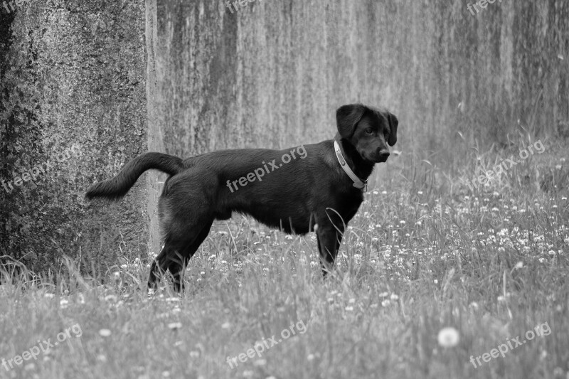 Labrador Dog Quadruped Animal Canine