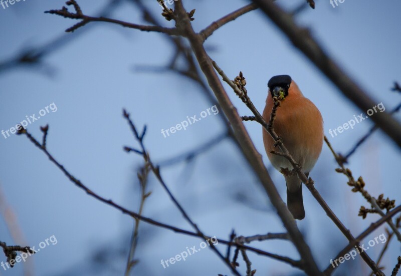 Bullfinch Spring Small Birds Free Photos