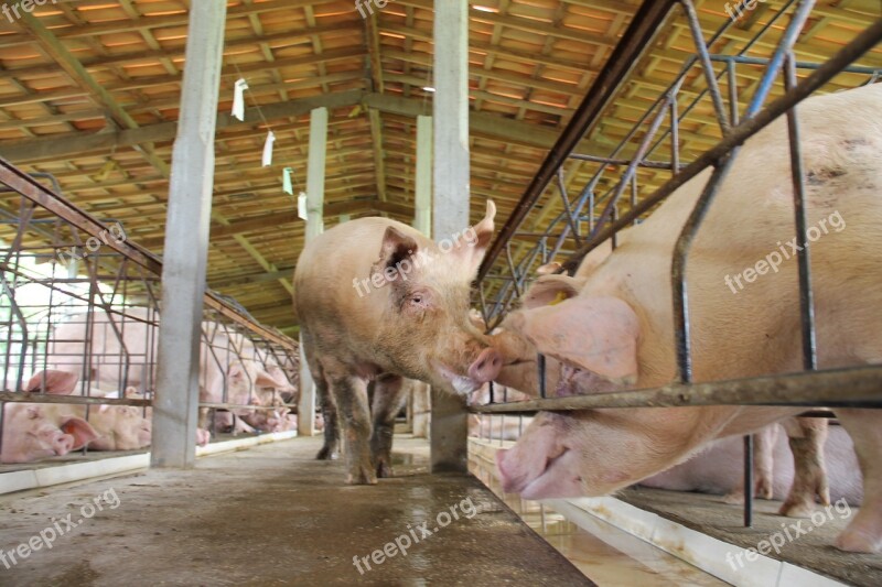 A Pig Artificial Insemination Brawler Sergipe Brazil