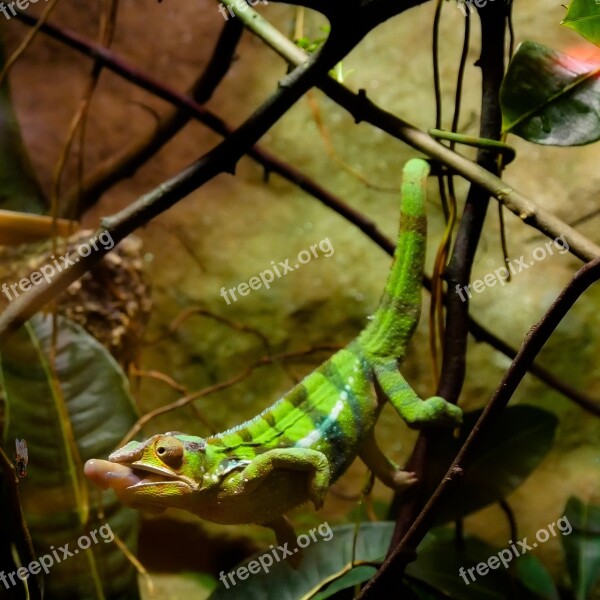 Animal Chameleon Reptile Lizard Tropical