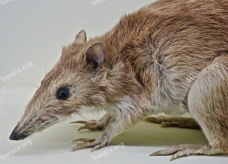 Bandicoot Marsupial Australia Wildlife Cute