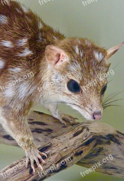 Bandicoot Cute Australia Marsupial Wildlife