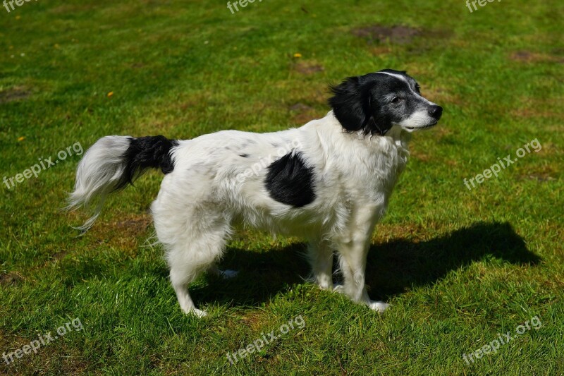 Dog Male Hybrid Portrait Animal