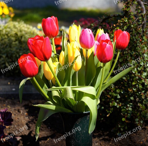 Tulips Colorful Flowers Spring Bouquet