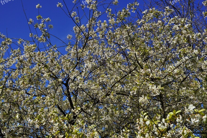 Apple Tree Apple Tree Flowers Sky Nature Bloom