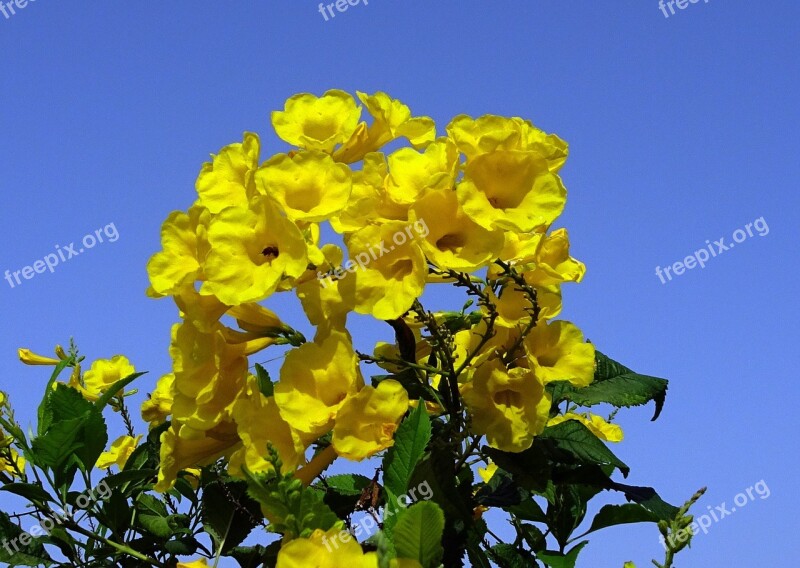 Flower Yellow Chestnutleaf Trumpetbush Tecoma Castanifolia Bignoniaceae