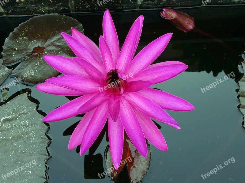 Lily Flower Red Water Lily Lal Shapla Lal Kamal