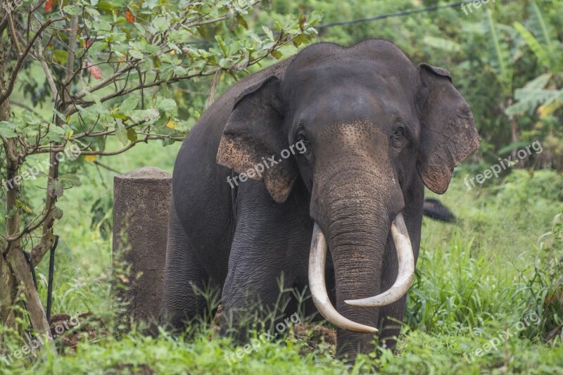 Elephant Sri Lanka Proboscis Zoo Tusks