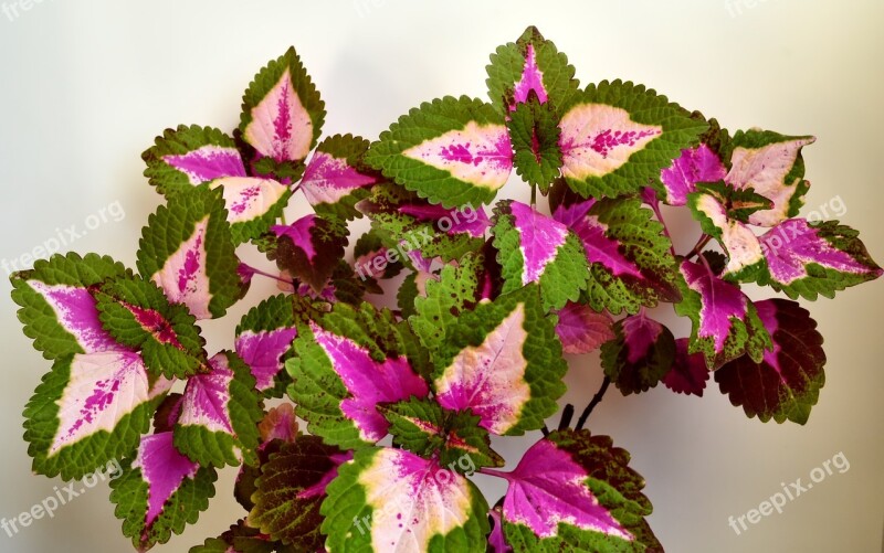 Colorful Nettle Lamiaceae Houseplant Solenostemon Scutellarioides Nature