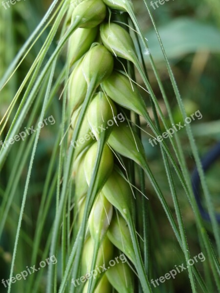 Cereals Agriculture Nature Field Harvest