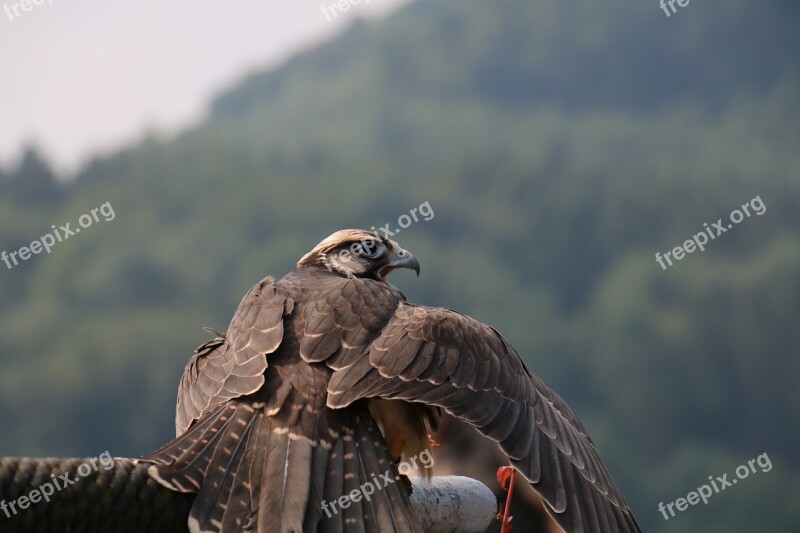 Falcon Bird Raptor Animal Nature