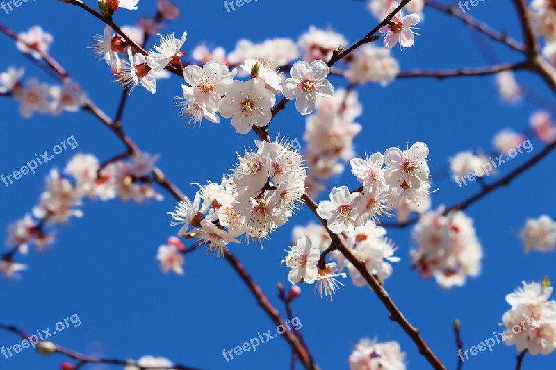 Blue Sky Apricot White Blue Free Photos