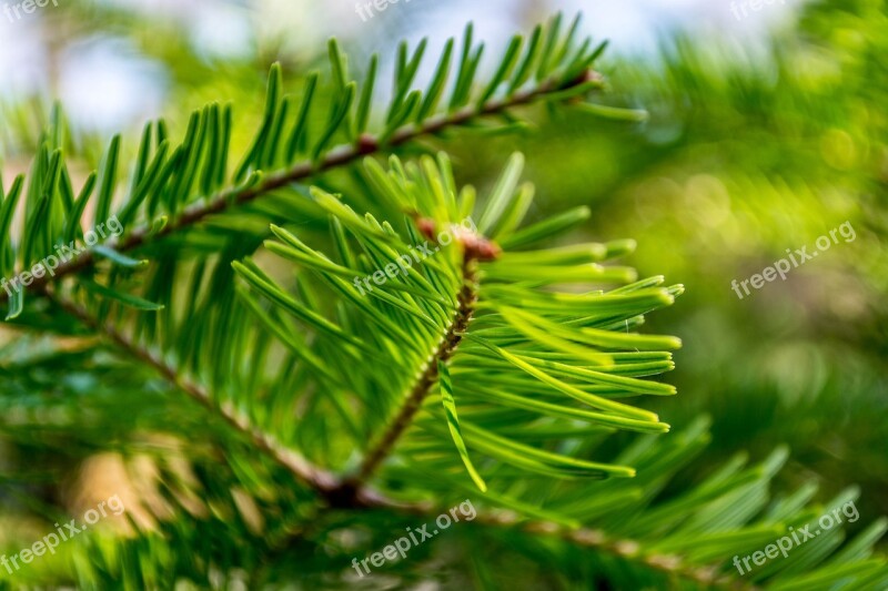 Green Tree Foliage Dry Nature