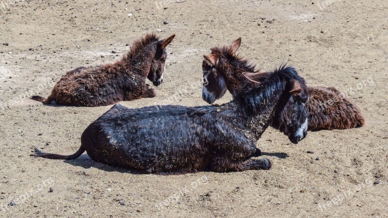 Donkeys Foals Animal Resting Farm