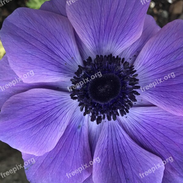 Anemone Flower Purple Nature Plant