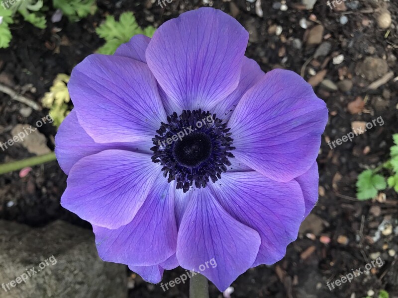 Anemone Purple Nature Flower Bloom