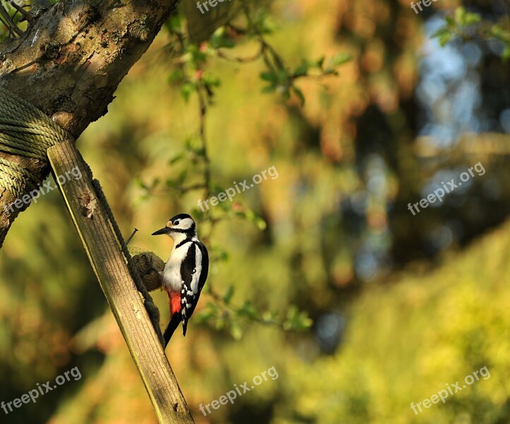 Woodpecker Great Spotted Woodpecker Bird Animal Garden