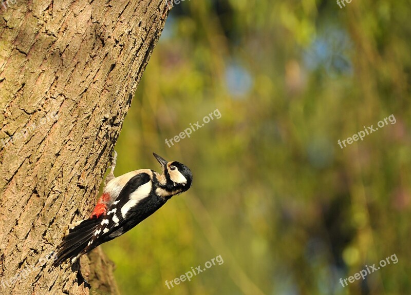 Woodpecker Great Spotted Woodpecker Bird Animal Garden