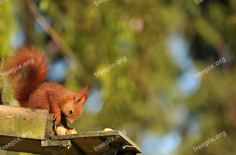 Squirrel Animal Young Animal Young Nature