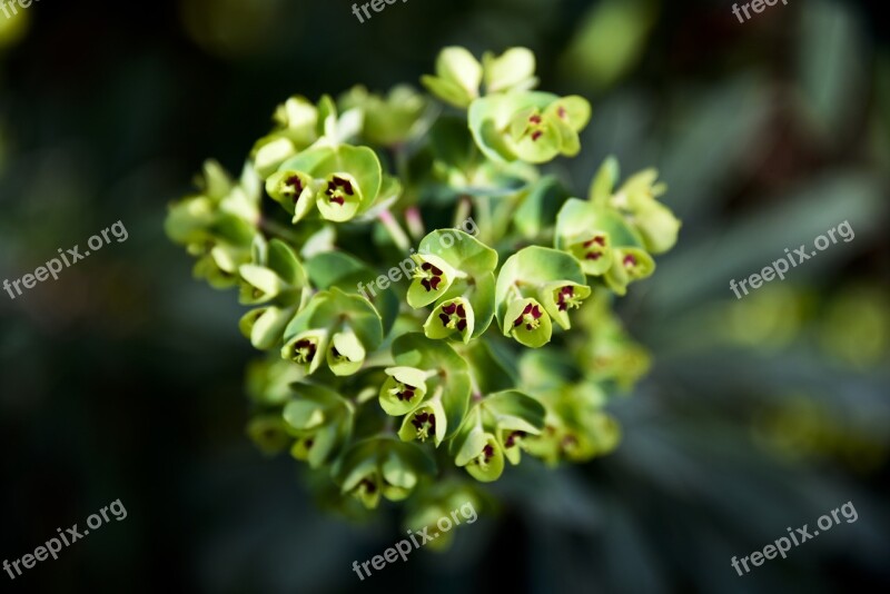 Flower Plant Green Red Bunch