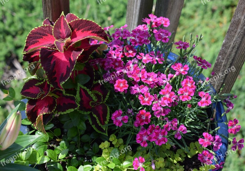 Bright Flowers Coleus Carnation Flower Blossom