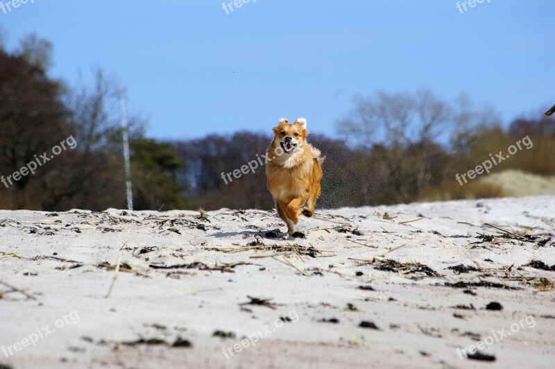 Dog Run Quick Joy In A Hurry