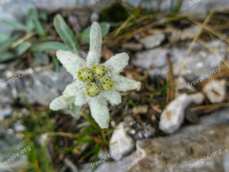 Edelweiss Alpine Mountains Mountain Meadow Landscape