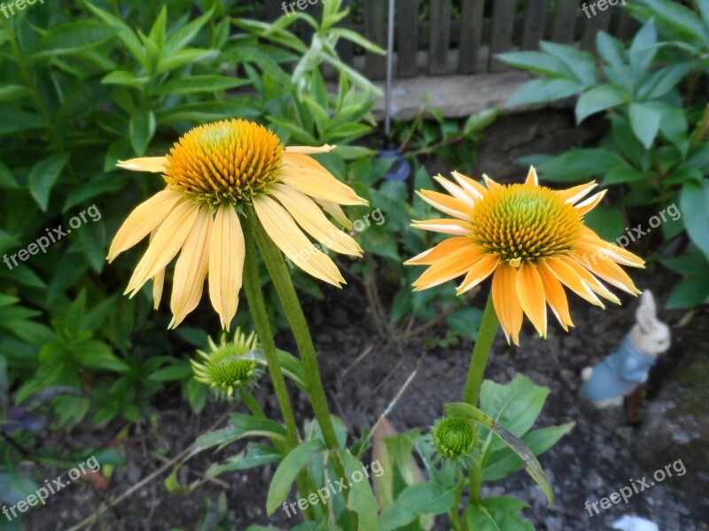 Earth Day Flowers Echinacea Free Photos