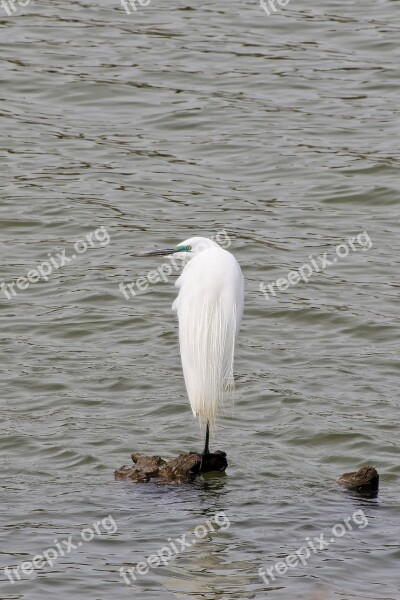 Animal River Water Waterfowl Wild Birds