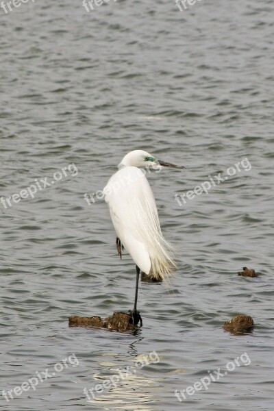 Animal River Water Waterfowl Wild Birds