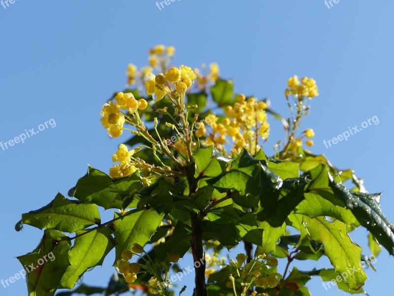 Holly Bloom Blossom Bloom Yellow