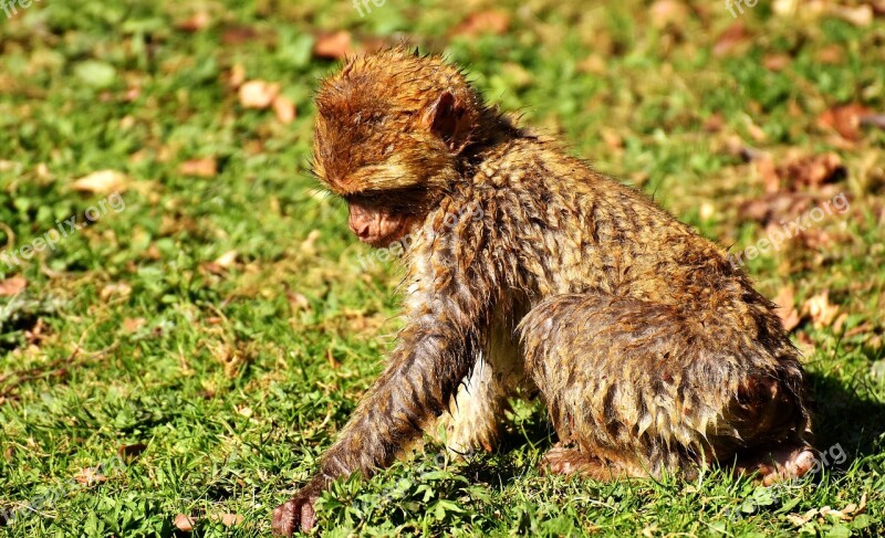 No One Wants To Play With Me No One To Love Me Barbary Ape äffchen Sad