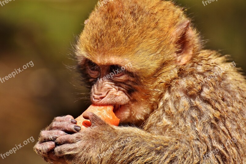 Barbary Ape Eat Carrot Cute Endangered Species