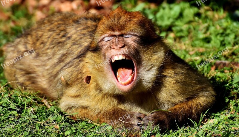 Barbary Ape Yawn Cute Endangered Species Monkey Mountain Salem