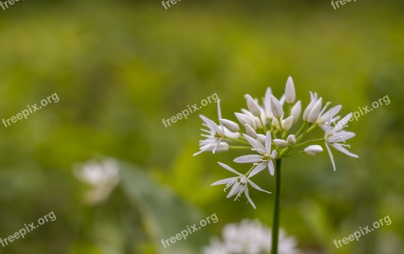 Bear's Garlic Plant Close Green Forest