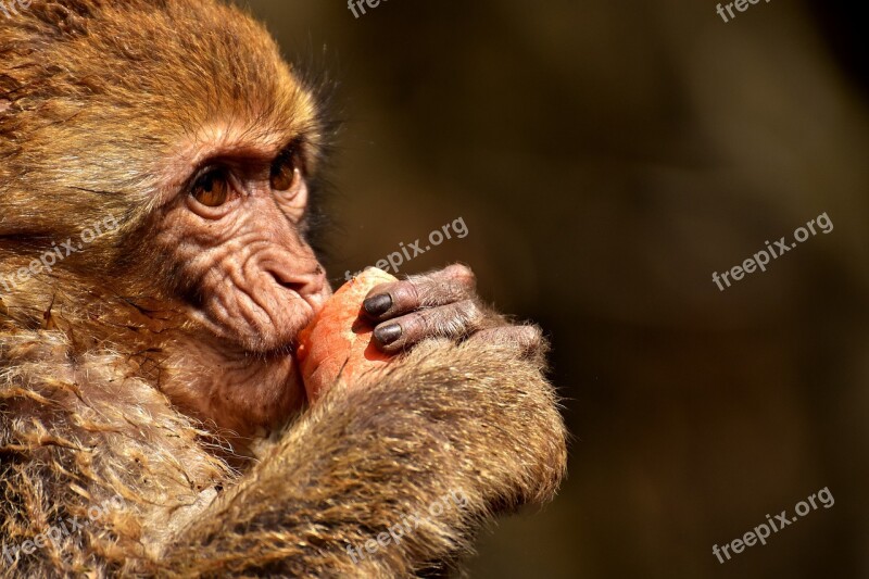 Barbary Ape Eat Carrot Cute Endangered Species